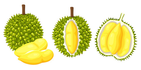 Wall Mural - durian isolated on white background