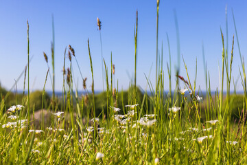 Poster - Flowering meadow saxifrage at a sunny day