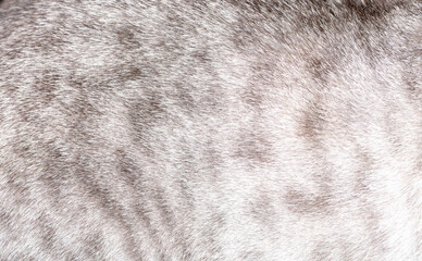 Wall Mural - fur of a spotted gray cat close-up. background of gray animal fur, pile texture.