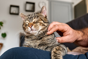 Man hugging cute tabby cat in indoor scene. Human-animal relationships. Funny home pet. Homeless pets. Pets care. Funny home pet. Cat day. Adopted pet.