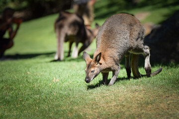 Wall Mural - Australian kangaroo is in the zoo habitat near to the fence. They have beautiful place for living.