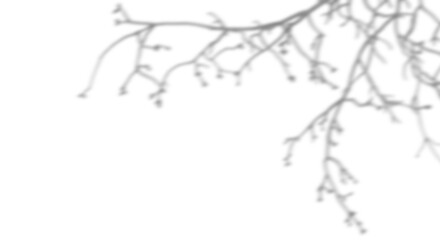 Wall Mural - isolate blur trees branches shadow on transparent backgrounds 3d render png