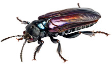 Beetle Isolated On Transparent Background. 3D Render.