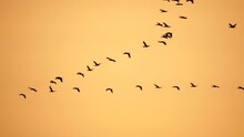 Flock Of Migratory Birds. Cormorants Flying In Formation. Silhouette Of Black Migratory Birds, Flying In Sunset Sky Over Sea Along The Coast. Great Cormorants - Phalacrocorax Carbo. Slow Motion