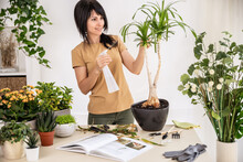 Female Gardener Watering Beaucarnea, Nolina, Ponytail Palm Plant Using Spray Bottle Working At Workshop. Planting Of Home Green Plants Indoors, Home Garden, Gardening Blog, Houseplant Care Concept