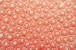 Organic texture of the hard coral. Abstract background in coral color.