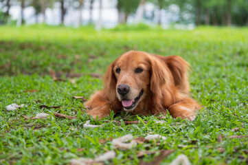 Canvas Print - Golden Retriever lying on the grass