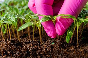 Wall Mural - Woman in pink gloves takes pepper seedlings from peat for transplanting. Growing vegetable seedlings in a greenhouse.