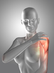 Poster - 3D female medical figure holding shoulder in pain - with muscle map showing