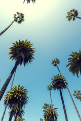 Poster - A perfect summer day and tall palms