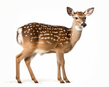 Photo Of Fallow Deer (Dama Dama) Isolated On White Background. Generative AI