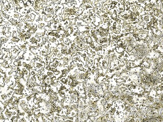 Leinwandbilder - Fractal complex patterns - Mandelbrot set detail, digital artwork for creative graphic