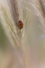 Wall Mural - macro photography of insect in a meadow in the morning light