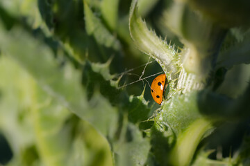 Wall Mural - macro photography of insect in a meadow in the morning light