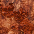 redwood burl wood texture