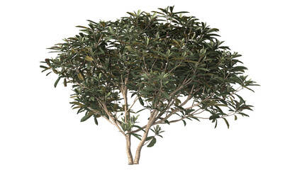 Various types of tree branch plants bushes shrub and and small plants isolated	
