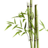 bamboo isolated on white background