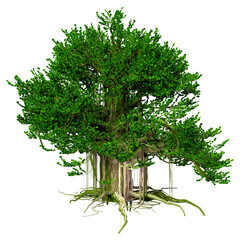 Wall Mural - 3d rendering banyan tree on white