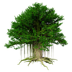 Wall Mural - 3d rendering banyan tree on white