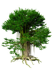 Wall Mural - 3d rendering banyan tree on white