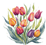 Fototapeta Tulipany - watercolor illustration of spring orange tulips frame isolated. Template of spring flowers for floral design