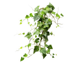 ivy on transparent background cutout	