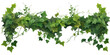 ivy on transparent background cutout	