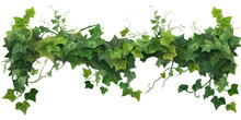 ivy on transparent background cutout	