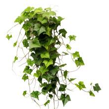 Ivy On The Wall On Transparent Background Cutout	