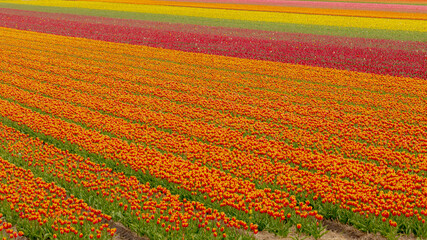 Selective focus row of multi colour tulip in the field, Line of colourful flowers in the farm, Tulips are a genus of perennial herbaceous bulbiferous geophytes, Nature floral background, Netherlands.