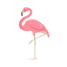 Vector Illustration Of A Pink Flamingo In Cartoon Style On A Transparent Background.