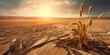 Wheat ears on cracked barren field, global warming concept