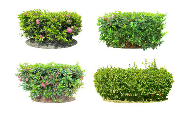 Wall Mural - Ornamental plants and Green leafed bushes. (shrub) Square shape. For making fences and decorating the garden for beauty. Collection of 4 trees.  (png)