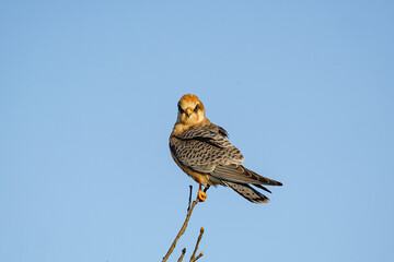 Sticker - Red-footed Falcon (Falco vespertinus) perched on a tree branch