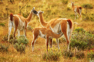 Mother guanaco feeding its baby