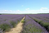 Fototapeta Lawenda - field of lavender in full bloom, with rows of blooms and clear blue sky, created with generative ai