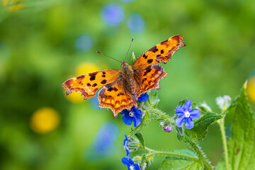 Wall Mural - butterfly on flower