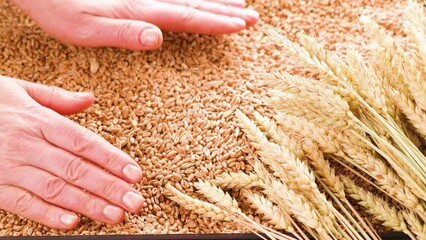 Sticker - Cultivation and processing of wheat. Woman touches wheat grains and ears with her hands. Hand full of wheat seeds, wheat ears background.