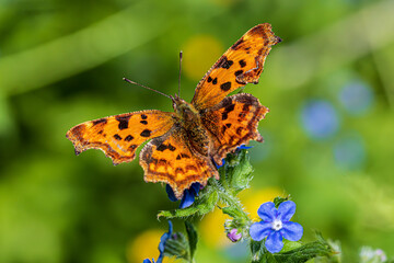 Wall Mural - butterfly on flower