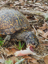 A Focus Stacked Close-up Image Of An Easten Box Turtle Eating A Blusher Mushroom