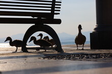 Ducklings With Mother Under Bench At Sunset