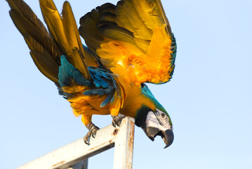 Close up of colorful blue macaw parrot pet perch on roost branch with blue clear sky background