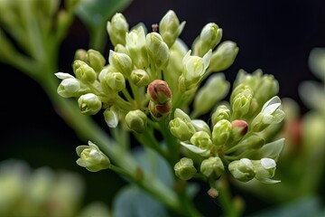 Sticker - close-up of the delicate sprouts, buds and blossoms on a garden plant, created with generative ai