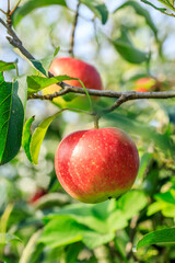 Wall Mural - Fresh apples grow in the orchard