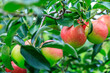 © ABCDstock - Fresh apples grow in the orchard