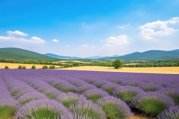 Poster - view of lavender field with rolling hills and clear blue sky, created with generative ai