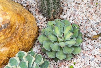 Wall Mural - Sharp pointed agave plant leaves