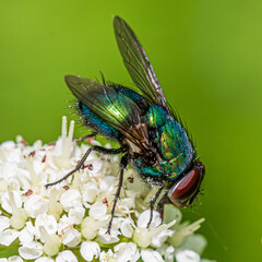 Poster - fly on leaf