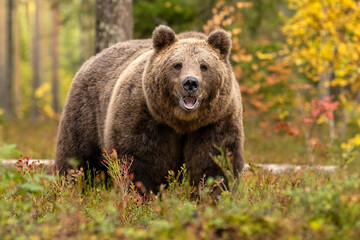 Wall Mural - Big brown bear in the forest scenery