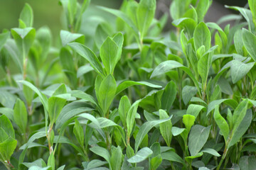 Poster - The grass Polygonum aviculare grows in nature